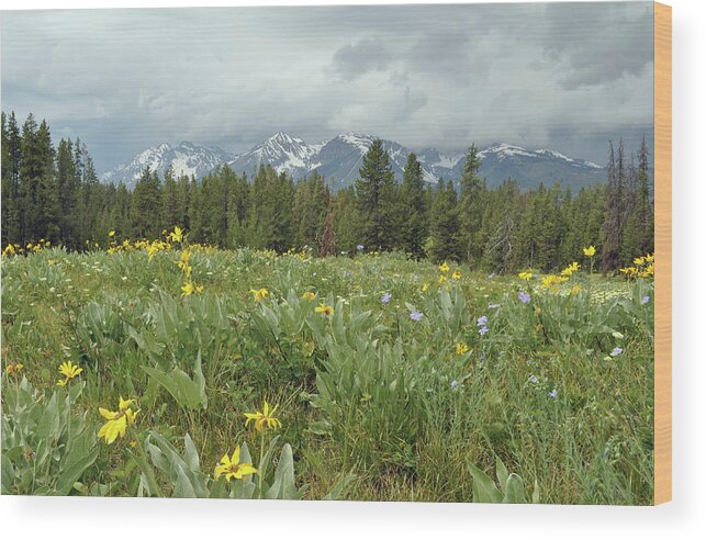 Grand Tetons Wood Print featuring the photograph Stormy Tetons and Flowers by Bruce Gourley