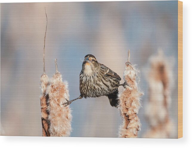 Female Red-winged Blackbird Wood Print featuring the photograph Stretching Between the Cattails by Todd Henson