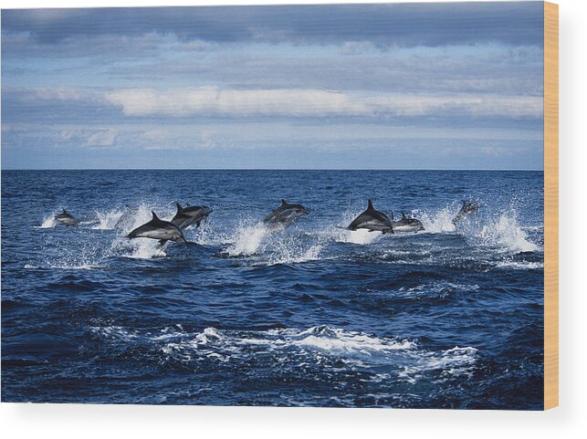 Spray Wood Print featuring the photograph Striped Dolphin,stenella Coeruleoalba by Gerard Soury