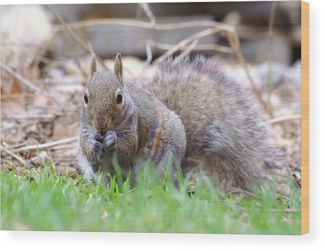 Fox Squirrel Wood Print featuring the photograph Striped Squirrel Eating by Don Northup