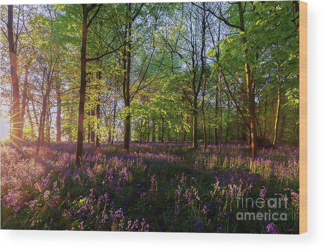 Bluebells Wood Print featuring the photograph Stunning bluebells woodland at sunrise by Simon Bratt