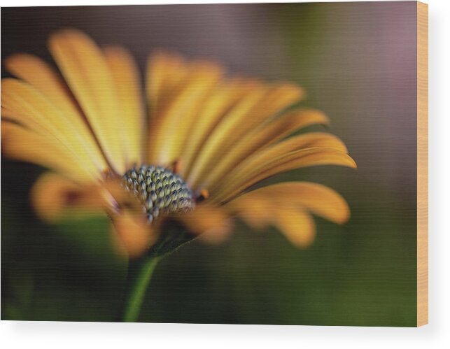 Flower Wood Print featuring the photograph Subdued by Bob Cournoyer