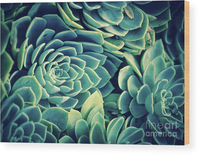Succulent Wood Print featuring the photograph Succulent by Becqi Sherman