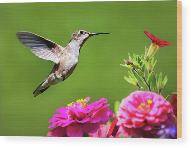 Hummingbird Wood Print featuring the photograph Summer Hummingbird Love by Christina Rollo