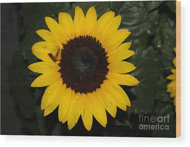 Sunflower With Rain Dew Drops Ii Wood Print featuring the photograph Sun Flower With Rain Dew Drops II by Barbra Telfer