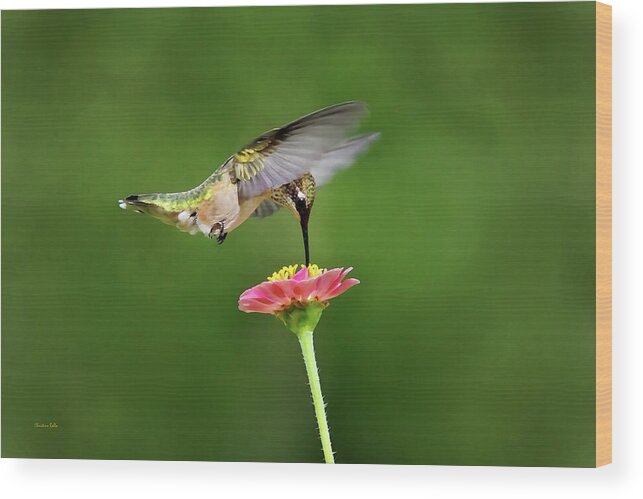 Hummingbird Wood Print featuring the photograph Sun Sweet by Christina Rollo