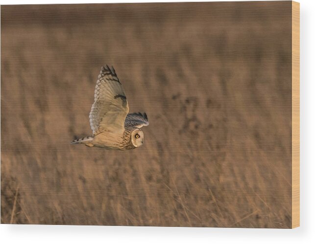 Short Eared Owl Wood Print featuring the photograph Sundown Flyby by Wendy Cooper