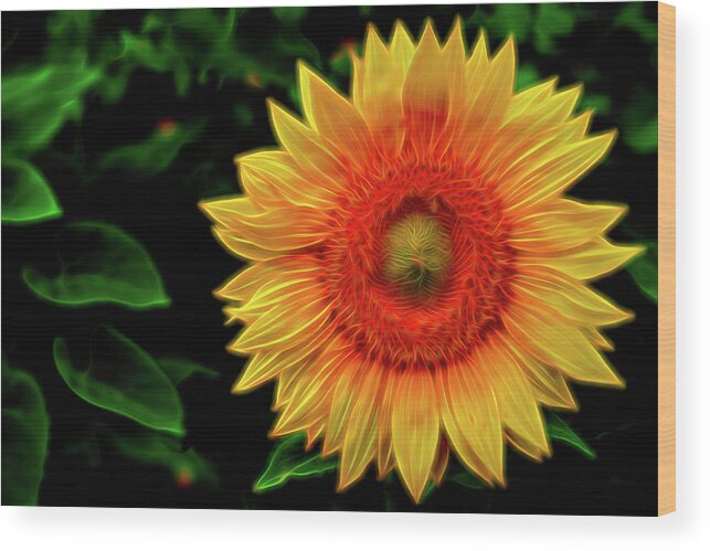 Sunflower Wood Print featuring the digital art Sunflower by Kevin McClish