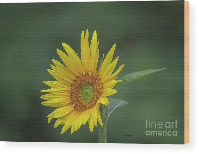Sunflowers Wood Print featuring the photograph Sunflower Peaking and Visitor by DB Hayes