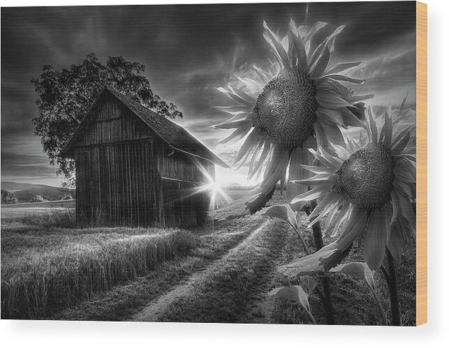 Appalachia Wood Print featuring the photograph Sunflower Watch in Radiant Black and White by Debra and Dave Vanderlaan