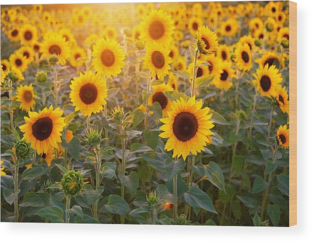 Flower Wood Print featuring the photograph Sunflowers field by Top Wallpapers