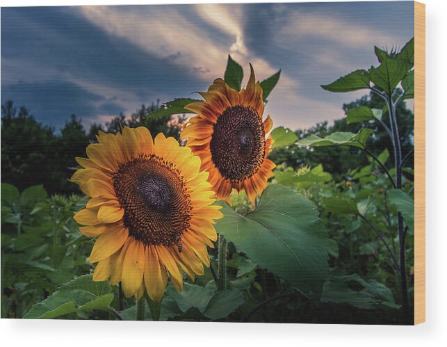Sunflower Wood Print featuring the photograph Sunflowers in Evening by Allin Sorenson
