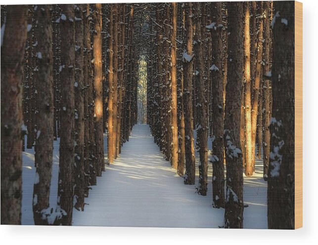 Tranquility Wood Print featuring the photograph Sunlight Peeking Through Forest During by Jana Kriz