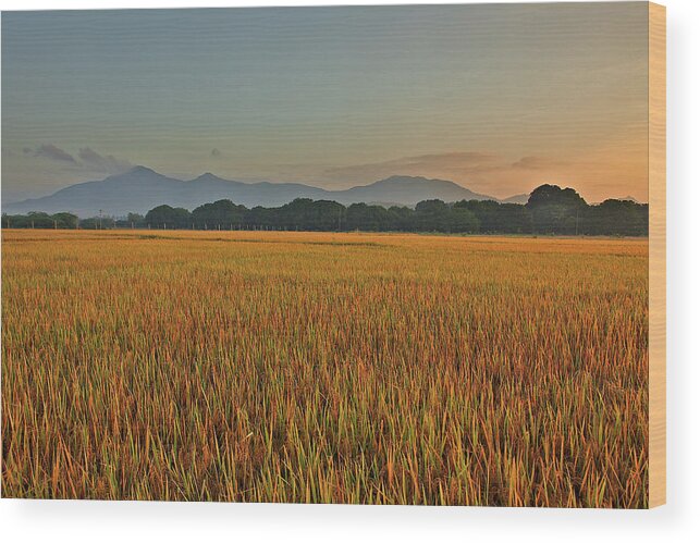 Rice Paddy Wood Print featuring the photograph Sunrise Over Rice Fields by Alexandros Photos