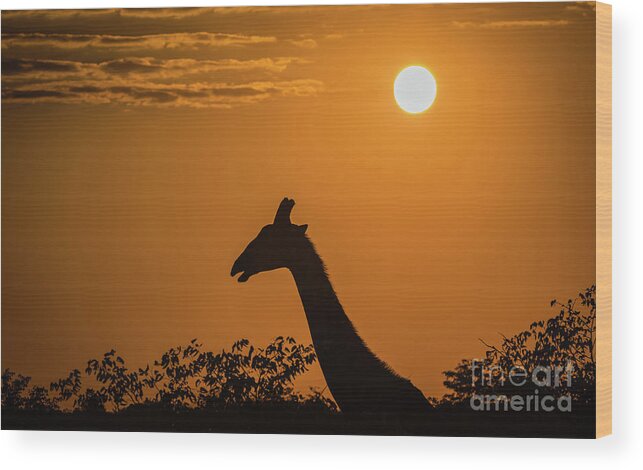 Giraffe Wood Print featuring the photograph Sunrise over the Etosha National Park, Namibia by Lyl Dil Creations