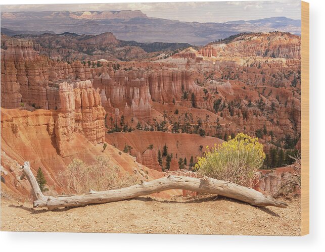 Debra Martz Wood Print featuring the photograph Sunrise Point - Bryce Canyon - Utah by Debra Martz
