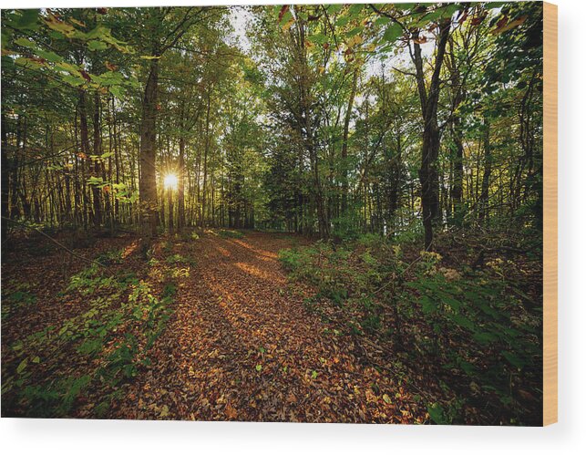 Sunset Wood Print featuring the photograph Sunset in the forrest #1381 by Michael Fryd