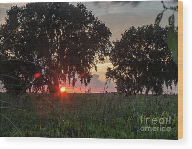 Trees Wood Print featuring the photograph Sunset Oaks by Rick Mann