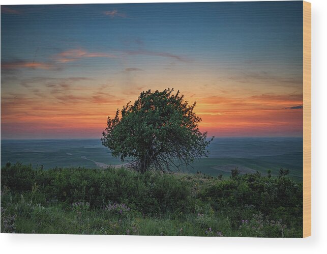 Tree Wood Print featuring the photograph Sunset on Steptoe Butte by Rick Berk