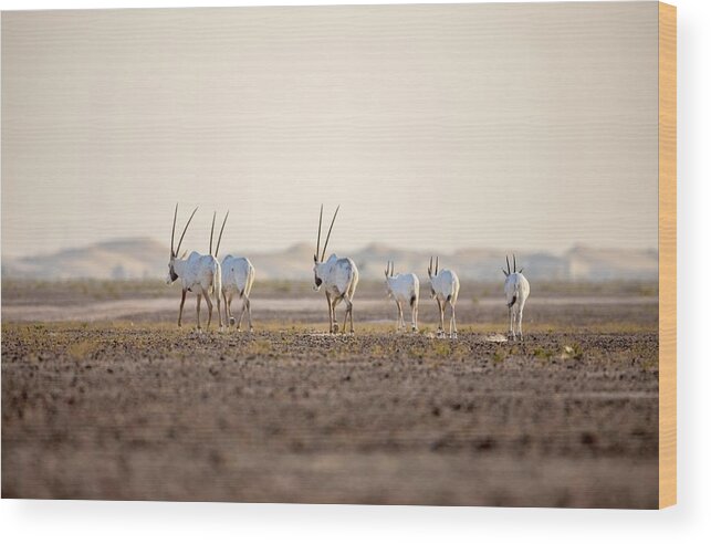 Animal Wood Print featuring the photograph Sunset Strolls by Ane Visagie