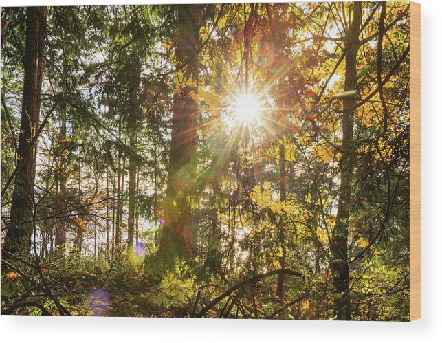 Fall; Autumn; Color; Trees; Forest; Sun; Ray Of Sunshine; Trail; Chuckanut Drive; Washington; Pnw; Pacific North West Wood Print featuring the digital art Sunshine at Whatcom County by Michael Lee