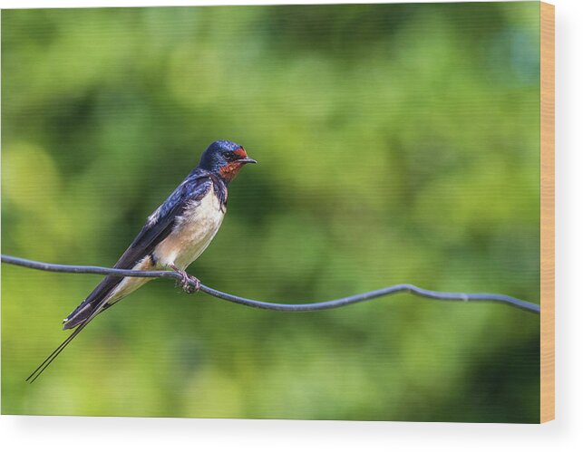 Animal Wood Print featuring the photograph Swallow Hirundo rustica by Chris Smith