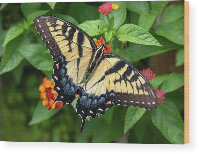 Butterfly Wood Print featuring the photograph Swallowtail #3 by Minnie Gallman