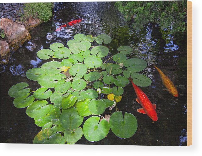  Wood Print featuring the photograph Koi Pond Reflection by Catherine Walters