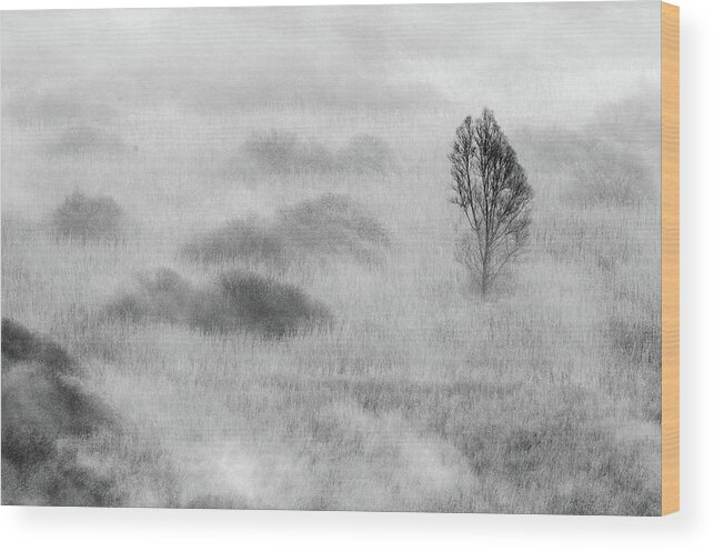 Fog Wood Print featuring the photograph Swamp's Tree by Valentino Alessandro