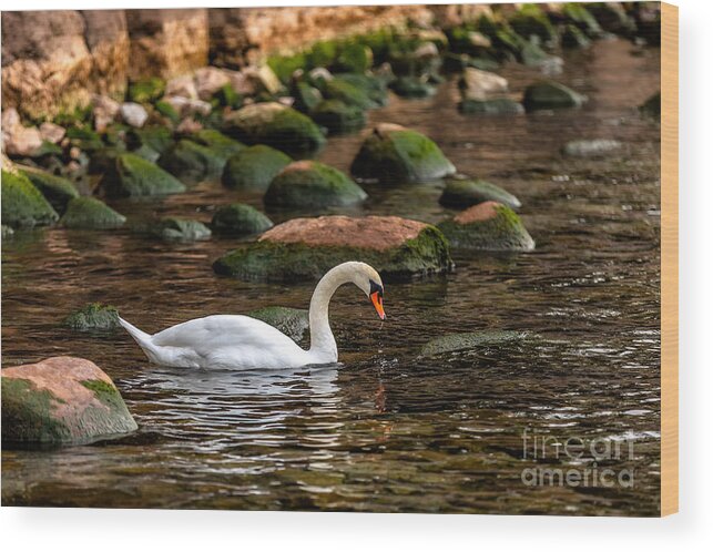Photography Wood Print featuring the photograph Swan and Moss by Alma Danison