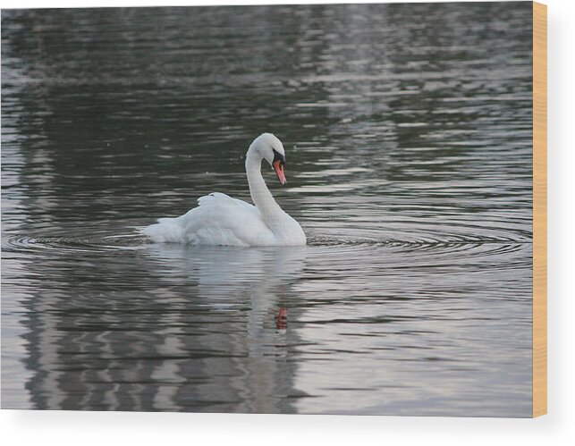 Swan Wood Print featuring the photograph Swan in The Serpentine by Laura Smith