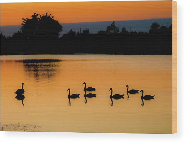 Animal Themes Wood Print featuring the photograph Swan Lake by Images Created With Care And Enthusiam....