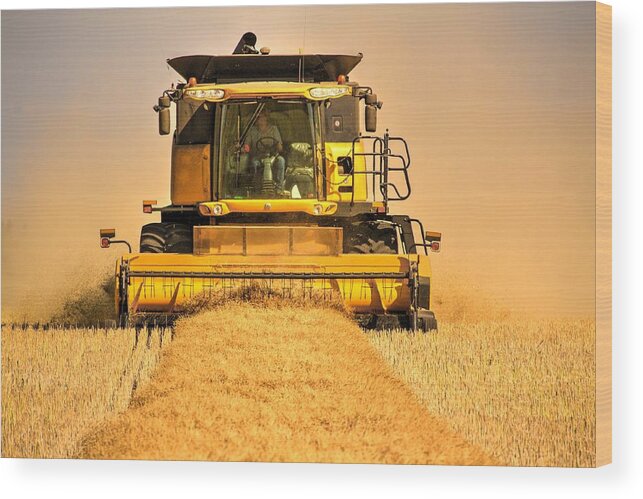 Autumn Fall Harvest Time For Farmers And Families Wood Print featuring the photograph Swathing by David Matthews