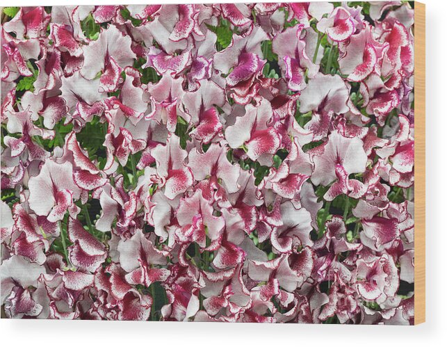 Lathyrus Odoratus Wood Print featuring the photograph Sweet Pea Lisa Marie Flowers by Tim Gainey