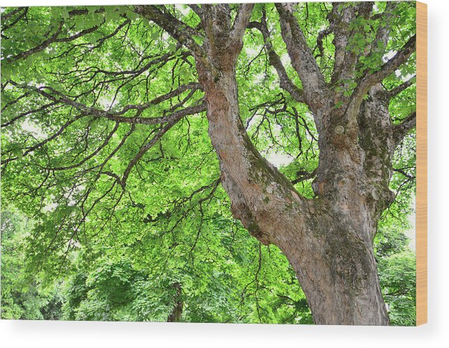 Scenics Wood Print featuring the photograph Sycamore Tree by Kathy Collins