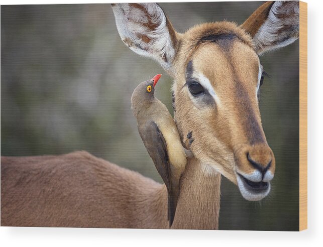 Impala Wood Print featuring the photograph Symbiosis by Omer Nave