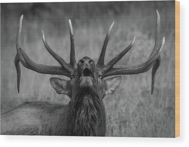 Elk Wood Print featuring the photograph Symmetry by Gary Kochel