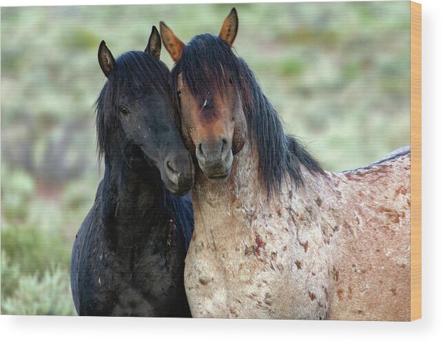 Horses Wood Print featuring the photograph _t__2748 by John T Humphrey