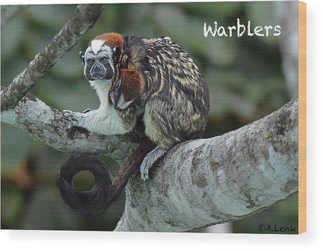 Not Applicable Wood Print featuring the photograph Tamarin Monkey as Title Slide by Alan Lenk