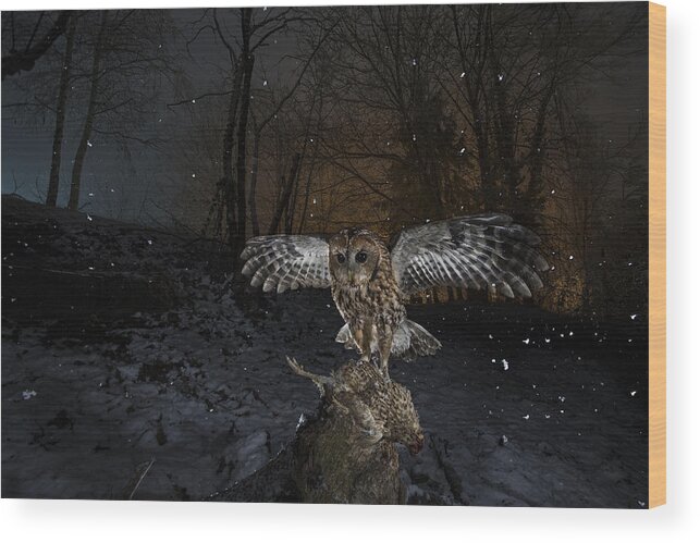 Owl Wood Print featuring the photograph Tawny Owl Red In A Snow Storm by Fabrizio Moglia