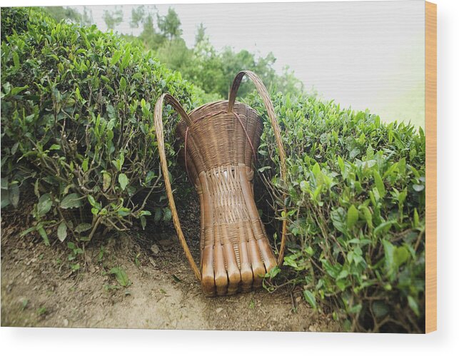 Outdoors Wood Print featuring the photograph Tea Pickers Basket by Russell Monk