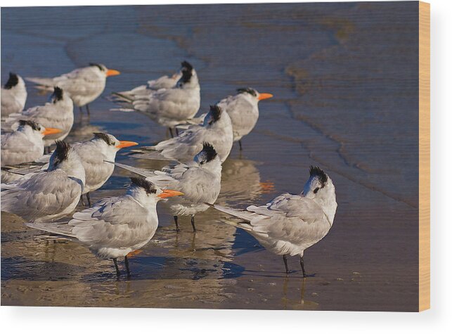 Tern Wood Print featuring the photograph Terns Flock Into Wind by Melinda Moore
