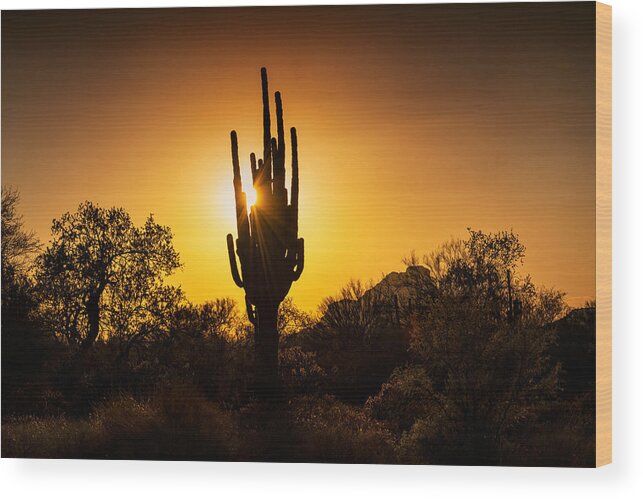 Saguaro Sunset Wood Print featuring the photograph That Golden Sunset Glow by Saija Lehtonen