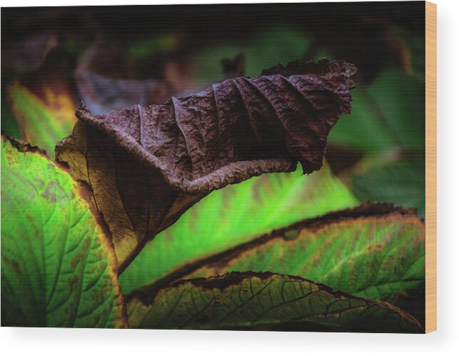Tree Wood Print featuring the photograph The Autumn of Life by Christopher Maxum