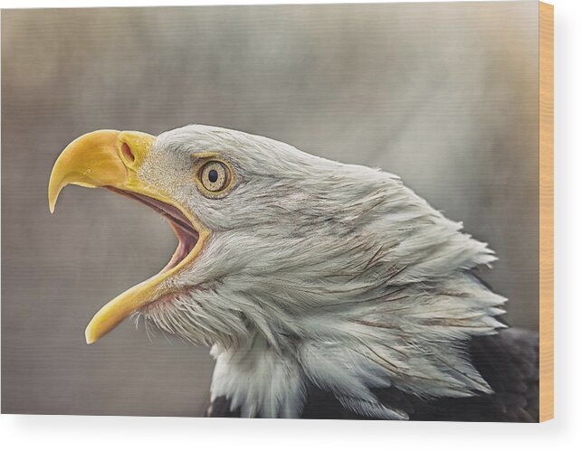 Eagle Wood Print featuring the photograph The Bald Eagle (haliaeetus Leucocephalus) by Ji? vestka
