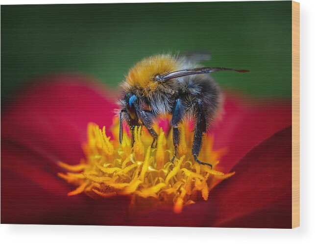 Bumblebee
Bug
Animal
Macro
Micro
Flower
Close
Close Up Wood Print featuring the photograph The Bumbelbee by Benny Pettersson