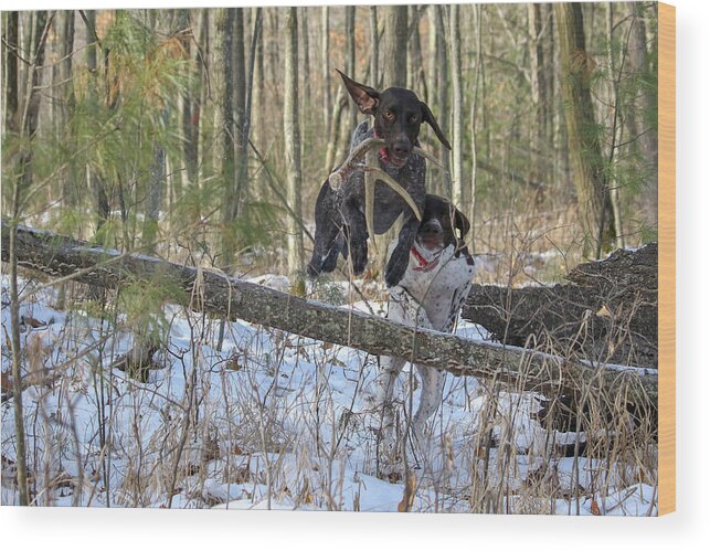 Gsp Wood Print featuring the photograph The Chase is On by Brook Burling