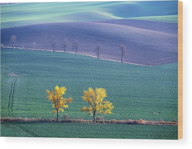 South Moravia Wood Print featuring the photograph The Chestnuts way, Moravia 14 by Dubi Roman