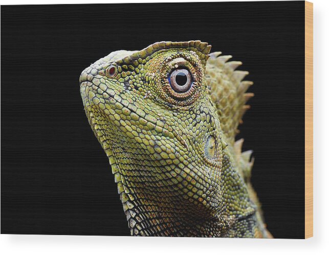 Agama Wood Print featuring the photograph The Detail Of A Forest Dragon Lizard by Cavan Images / Dikky Oesin