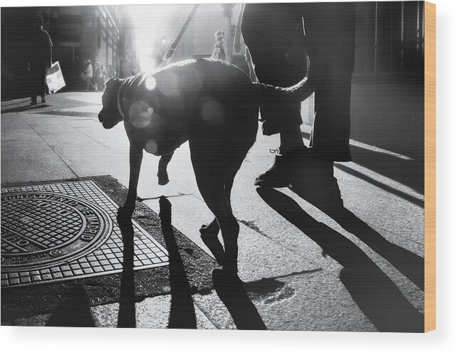 Dog Wood Print featuring the photograph The Dog Saw That Light by Asako Naruto